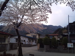 きょうの活動場所での満開の桜